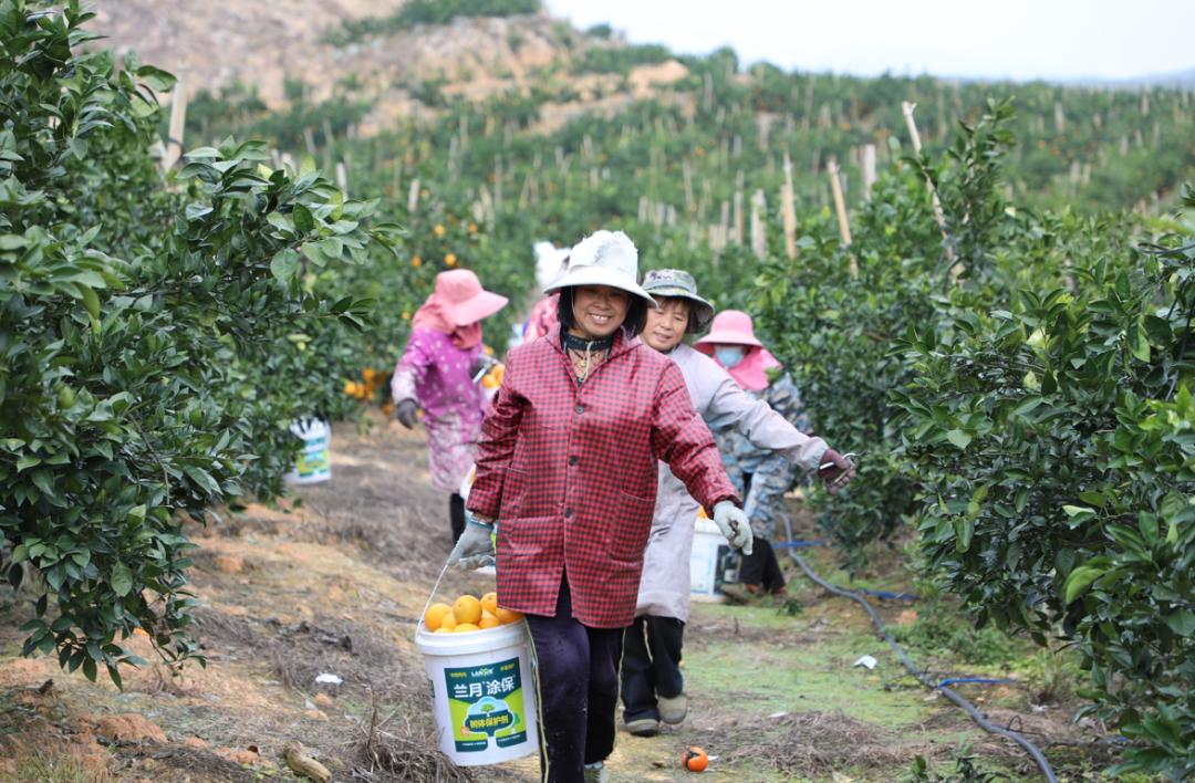 致富种植果土地怎么样_种植致富业_土地种植致富果