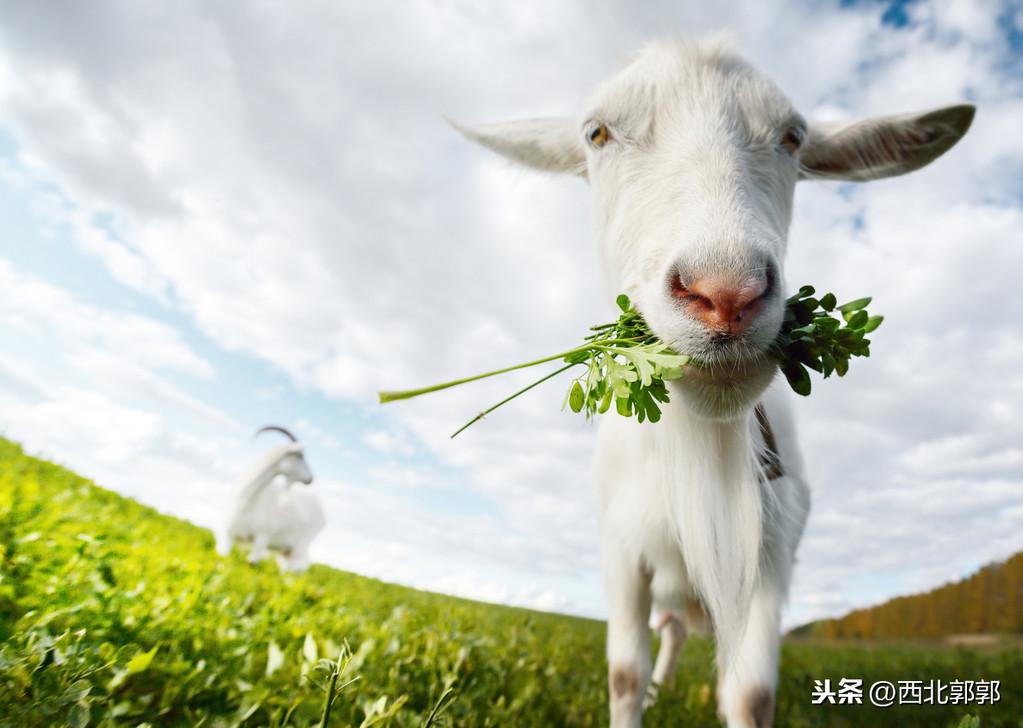 羊种植品种技术指南_羊种植品种技术要求_羊的品种种植技术