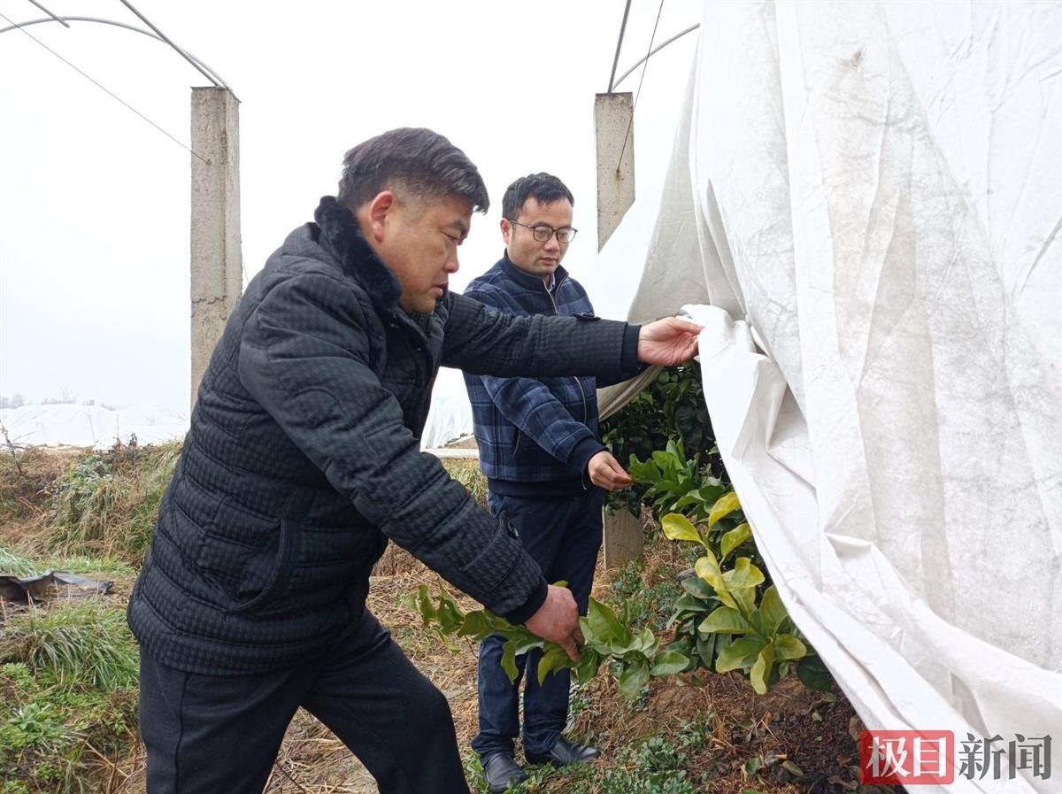 武汉江夏乡村来了新能人，甜蜜砂糖橘成了致富果