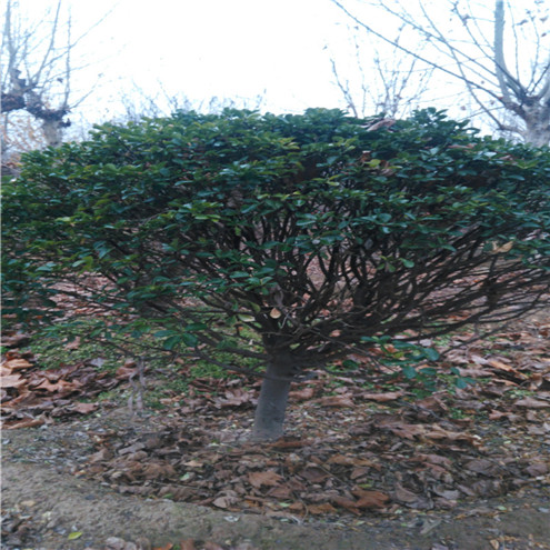 油松灌溉浇水怎样进行石家庄市地区种植技术