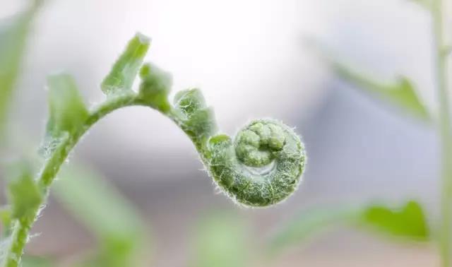 蕨菜可以大棚养殖吗_大棚蕨菜种植技术视频_蕨菜怎么种植视频