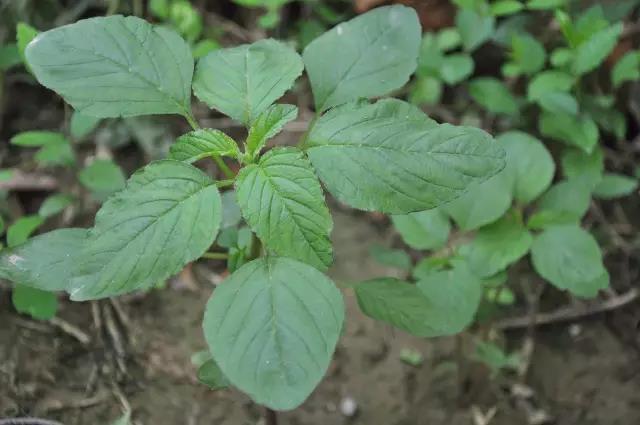 大棚蕨菜种植技术视频_蕨菜怎么种植视频_蕨菜可以大棚养殖吗