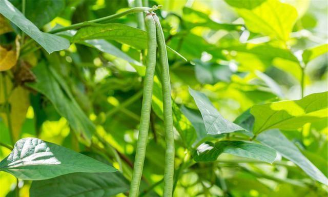 聪明人种豆角想高产，如何管理？老农教5招，豆角摘完一茬又一茬