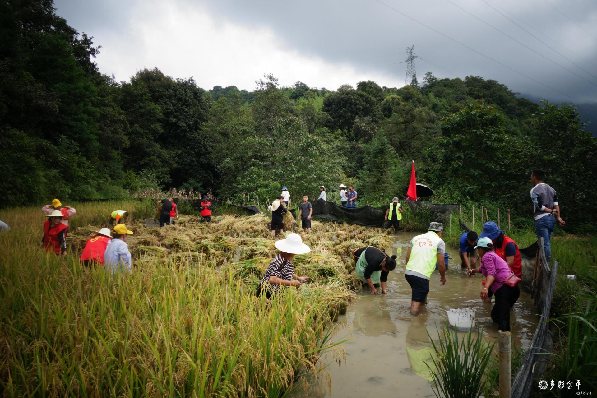 特色养殖助力乡村振兴_乡村振兴养殖致富_乡村振兴养殖场