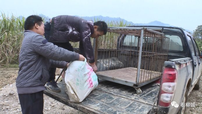 巴马养牛基地_巴马养猪场项目_巴马养殖致富