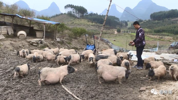 巴马养猪场项目_巴马养牛基地_巴马养殖致富