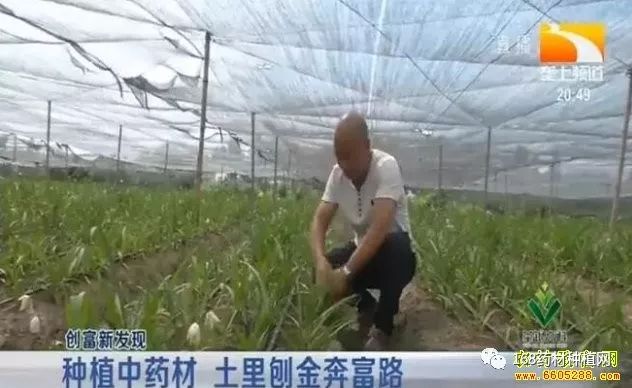 种植 白芨 致富_致富种植白芨图片_种植白芨致富项目