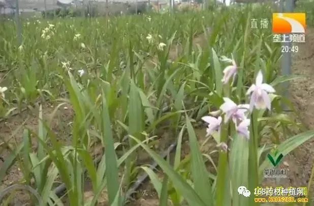 种植 白芨 致富_种植白芨致富项目_致富种植白芨图片