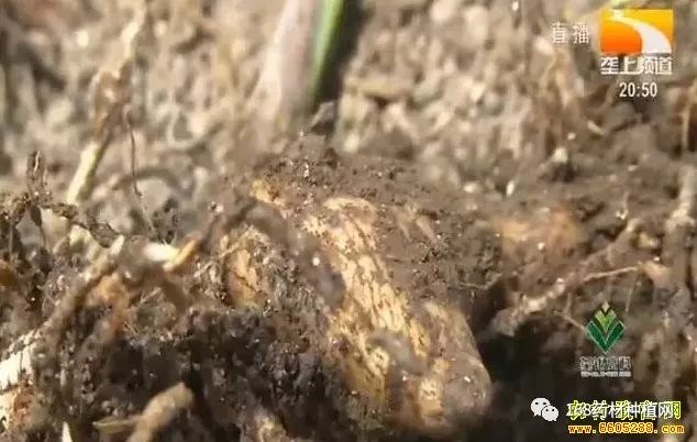 种植白芨致富项目_致富种植白芨图片_种植 白芨 致富