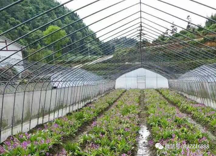 种白芨效益惊人 小山村走出致富路