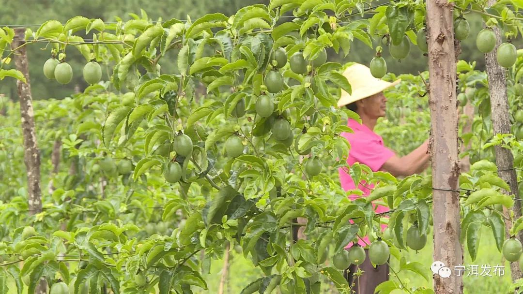 种植鸡蛋视频_种植鸡蛋果技术_鸡蛋果种植致富