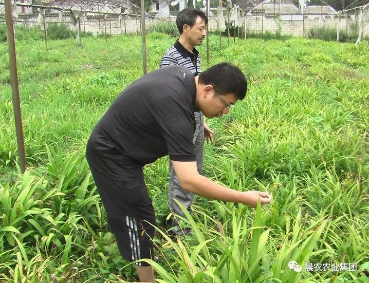 种植 白芨 致富_种植白芨致富项目_致富种植白芨图片