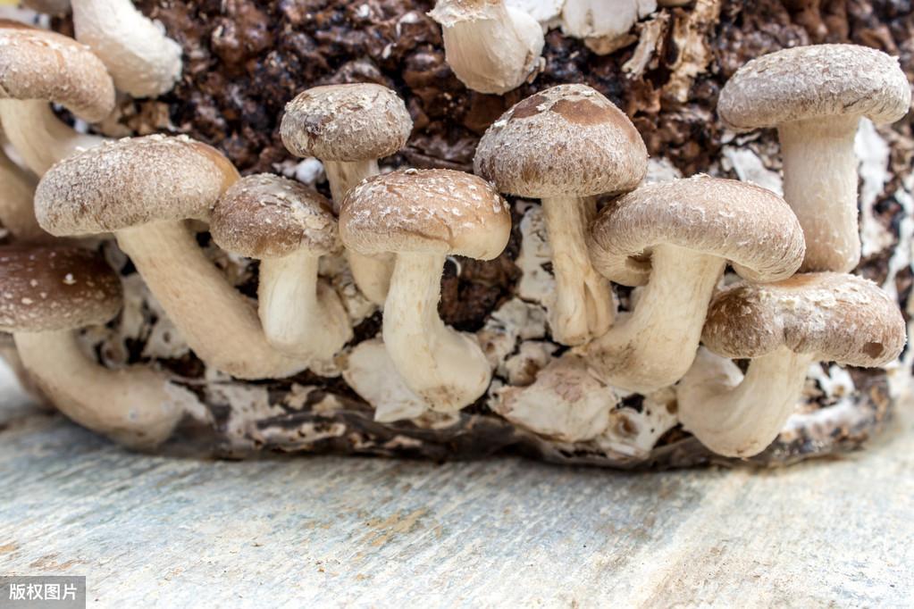 种植香菇的技术_香菇种植技术视频教程_木头香菇种植技术