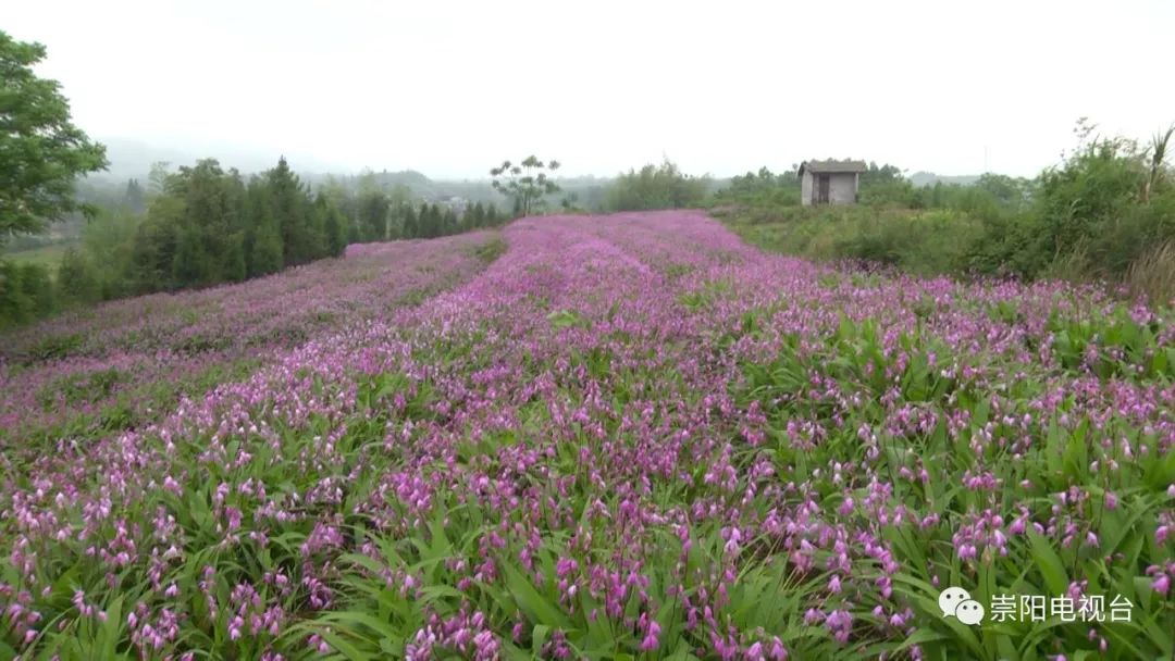 种植白芨前景_种植 白芨 致富_致富种植白芨怎么样