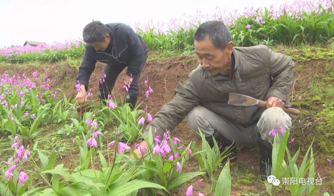 种植白芨前景_致富种植白芨怎么样_种植 白芨 致富