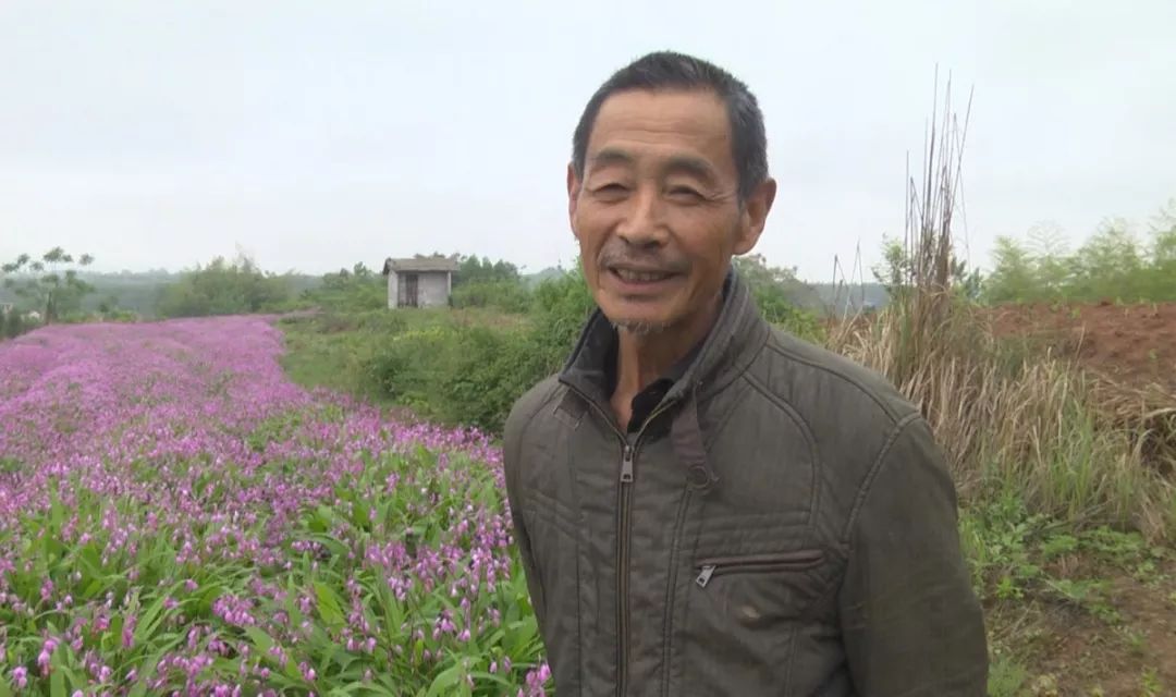 致富种植白芨怎么样_种植 白芨 致富_种植白芨前景