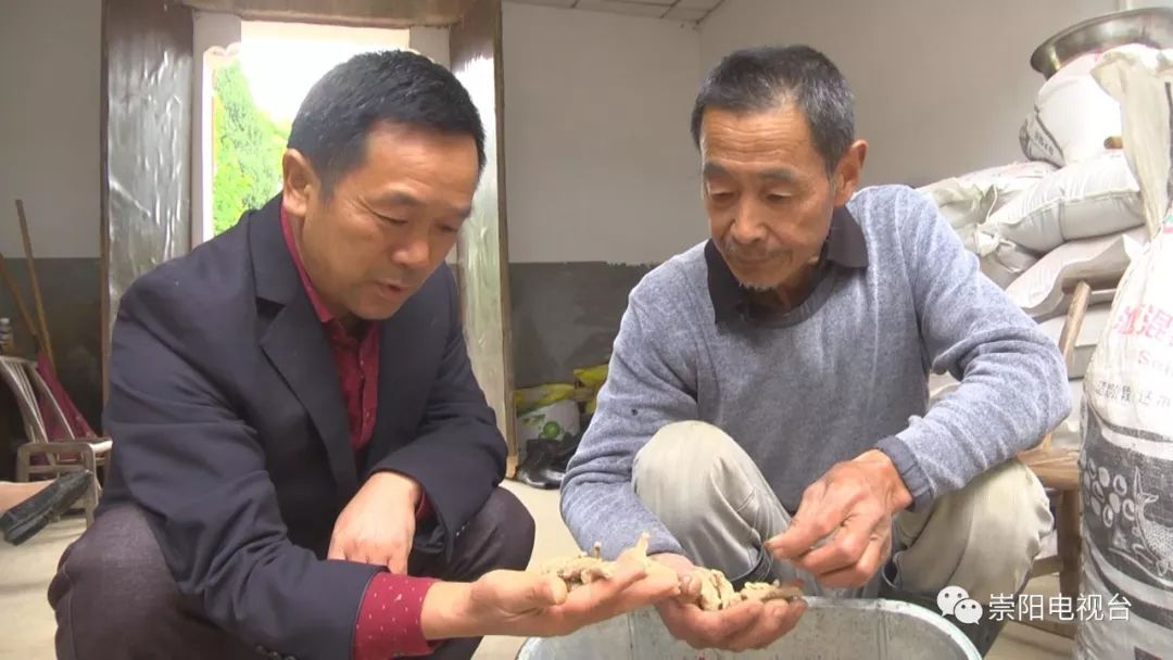 种植白芨前景_种植 白芨 致富_致富种植白芨怎么样