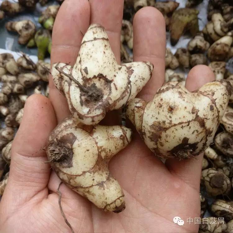 种植 白芨 致富_致富种植白芨图片_致富种植白芨视频