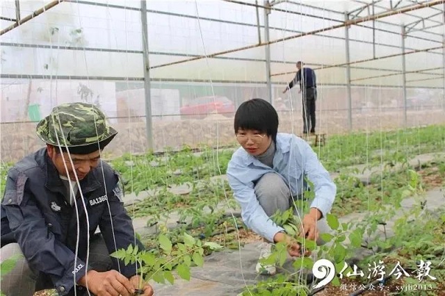 台湾莲雾什么时候上市_种植台湾莲雾致富_台湾莲雾的功效与作用