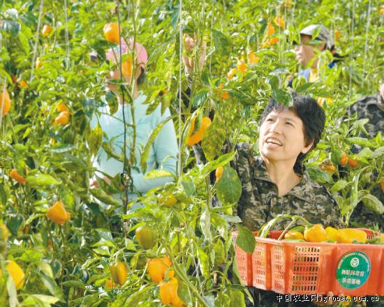 干辣椒价格最新行情：驻马店市民可吃到原生态新鲜野生猴头菇