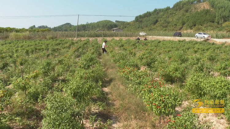 致富经辣椒_致富经种植辣椒_种植指天椒致富