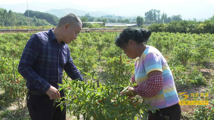 致富经种植辣椒_致富经辣椒_种植指天椒致富