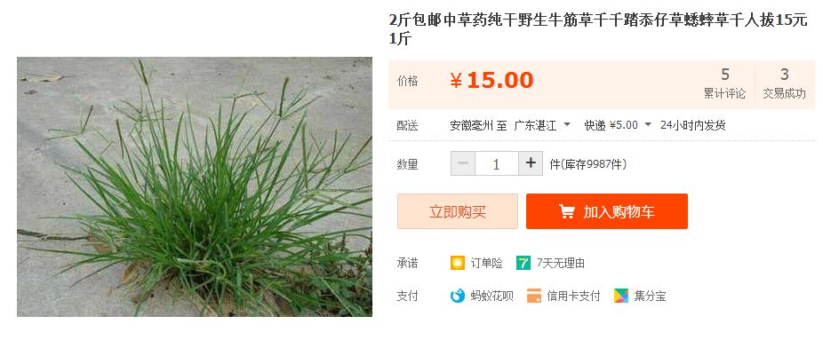 金丝草怎么种植方法_金丝草种植致富_金丝草的价格