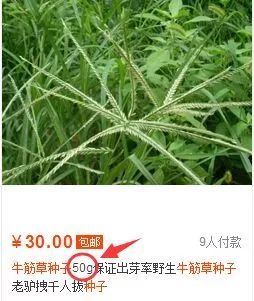 金丝草的价格_金丝草怎么种植方法_金丝草种植致富