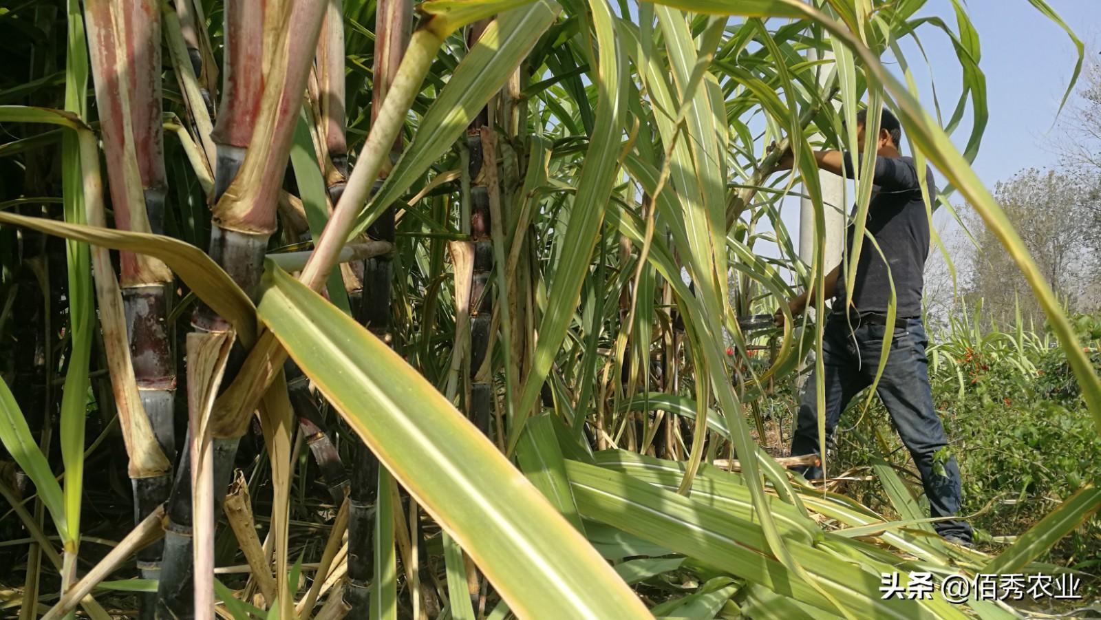 在农村种甘蔗能赚钱吗_甘蔗种植大户的致富路径_种植甘蔗的利润