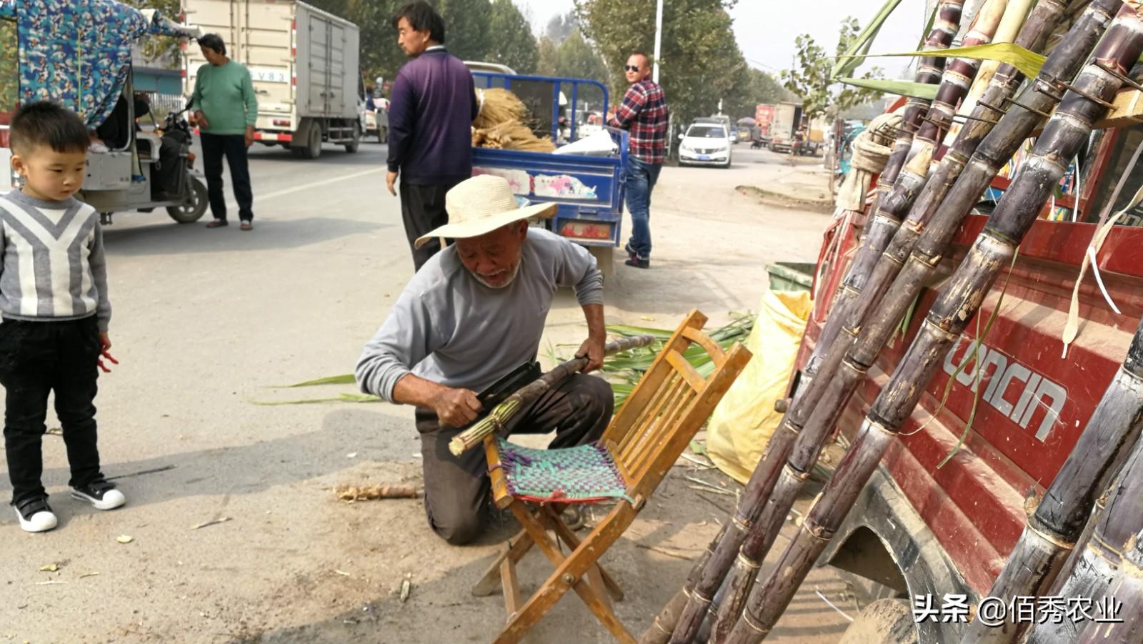 甘蔗种植大户的致富路径_在农村种甘蔗能赚钱吗_种植甘蔗的利润