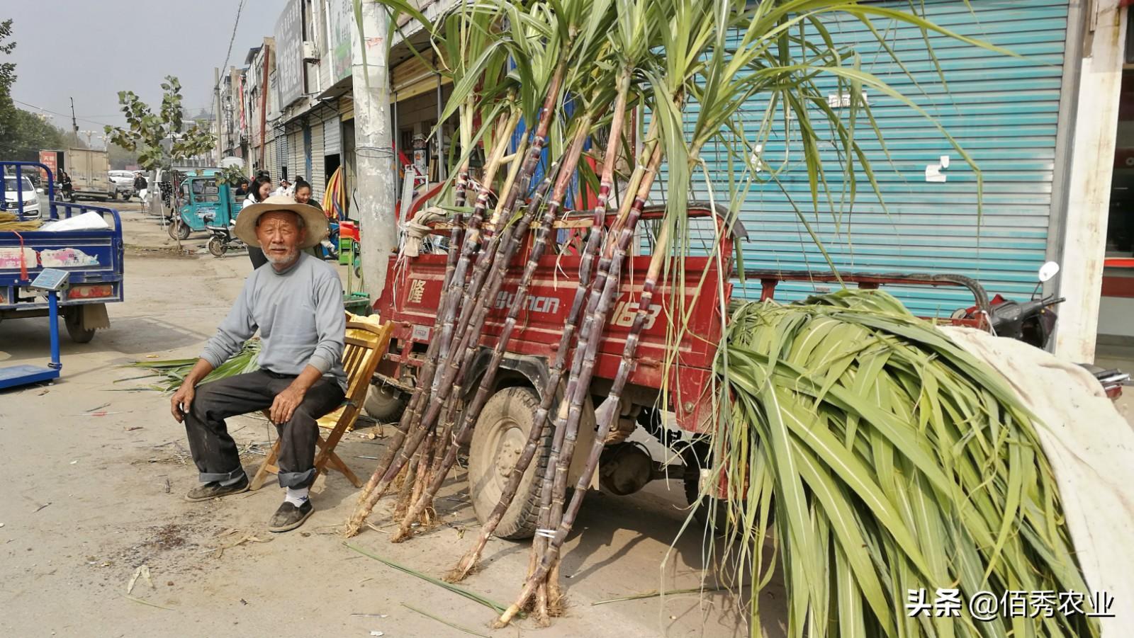 在农村种甘蔗能赚钱吗_甘蔗种植大户的致富路径_种植甘蔗的利润