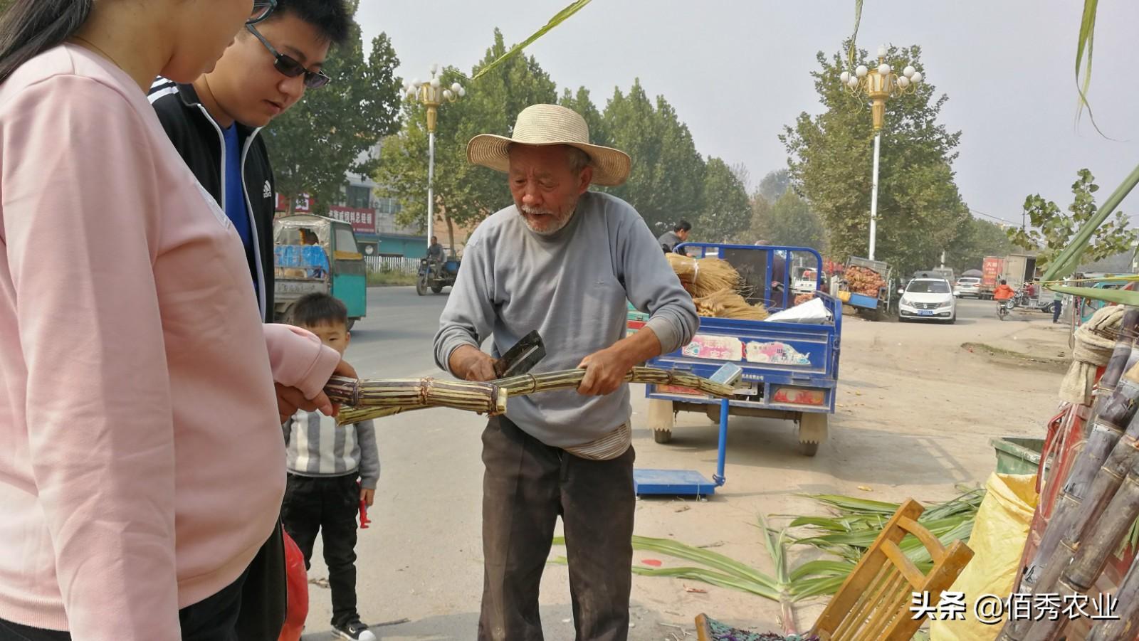 甘蔗种植大户的致富路径_种植甘蔗的利润_在农村种甘蔗能赚钱吗