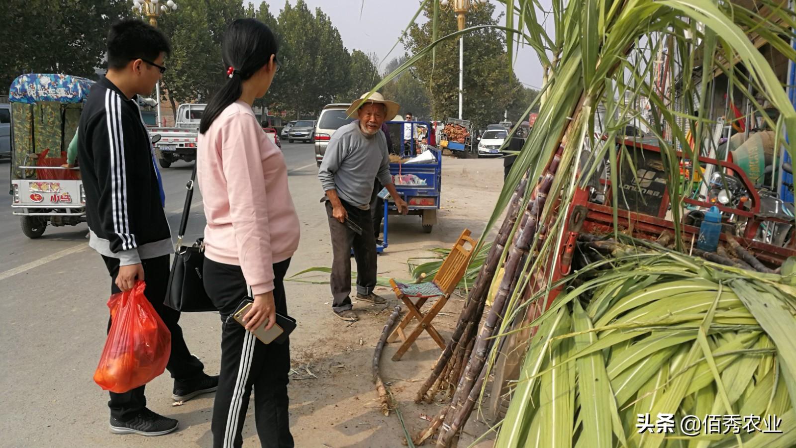 甘蔗种植大户的致富路径_种植甘蔗的利润_在农村种甘蔗能赚钱吗