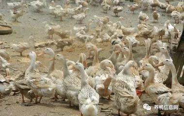 养麻鸭致富经_农村养麻鸭视频_养麻鸭亏本