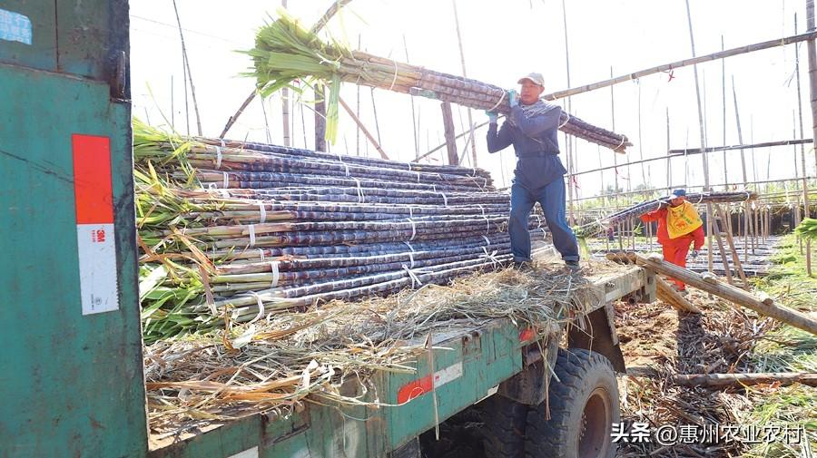 年产值可达1亿！博罗石坝大力发展甘蔗产业“甜蜜”致富