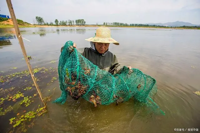 龙虾养殖视频大全视频_龙虾虾苗养殖技术视频_龙虾养殖技术指导视频