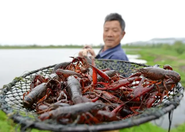 龙虾虾苗养殖技术视频_龙虾养殖视频大全视频_龙虾养殖技术指导视频