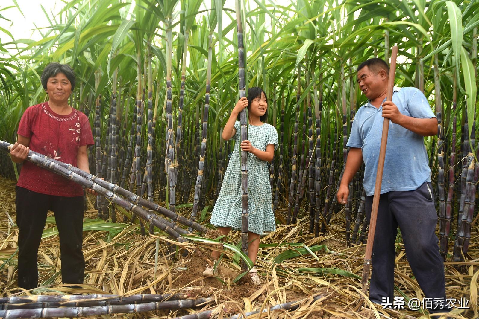 安徽农民种植甘蔗，销售方式很传统，每亩稳定获利12000元