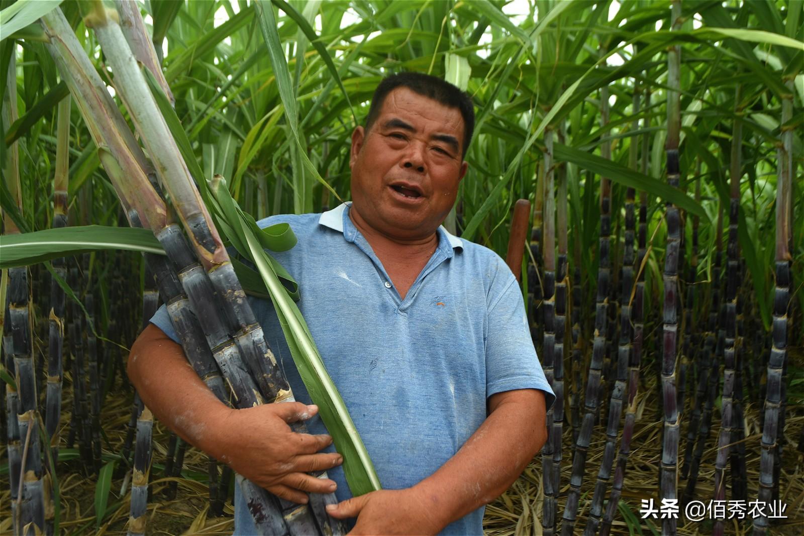 种植甘蔗赚钱吗_甘蔗种植园获利_甘蔗种植大户的致富路径