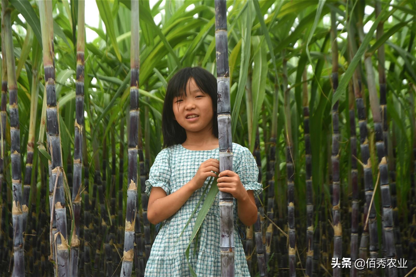 种植甘蔗赚钱吗_甘蔗种植园获利_甘蔗种植大户的致富路径