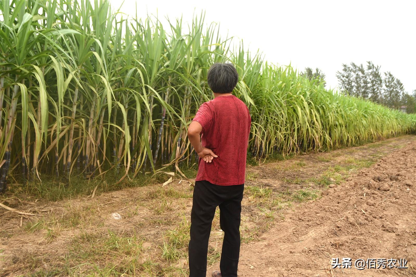 甘蔗种植大户的致富路径_甘蔗种植园获利_种植甘蔗赚钱吗