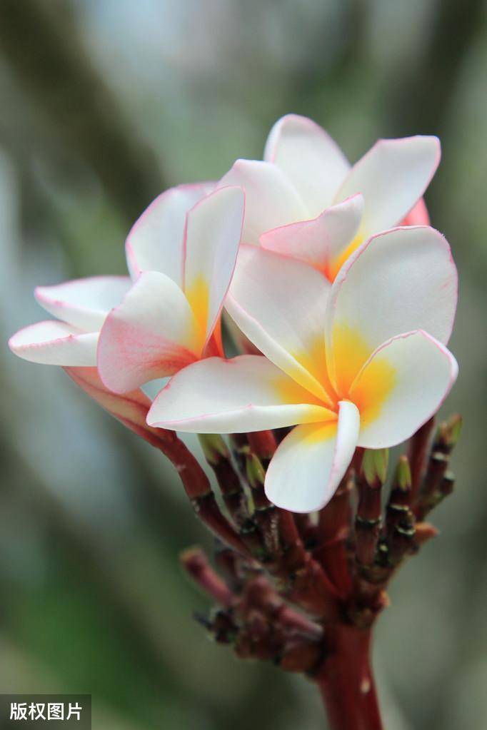 盘点那些听起来很好吃的花草——鸡蛋花、米饭花、凉粉草、咸虾花