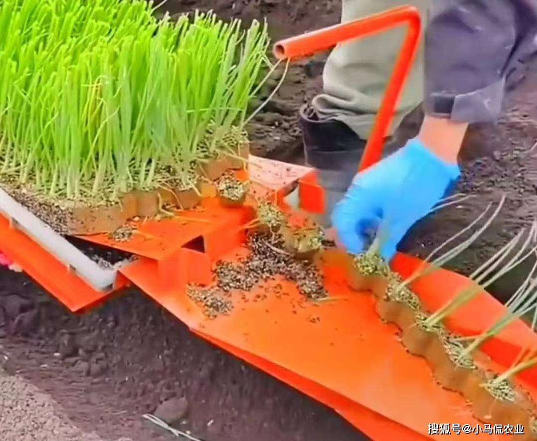 小葱种植技术和时间_种植小葱最佳时间表_种植小葱技术时间多长