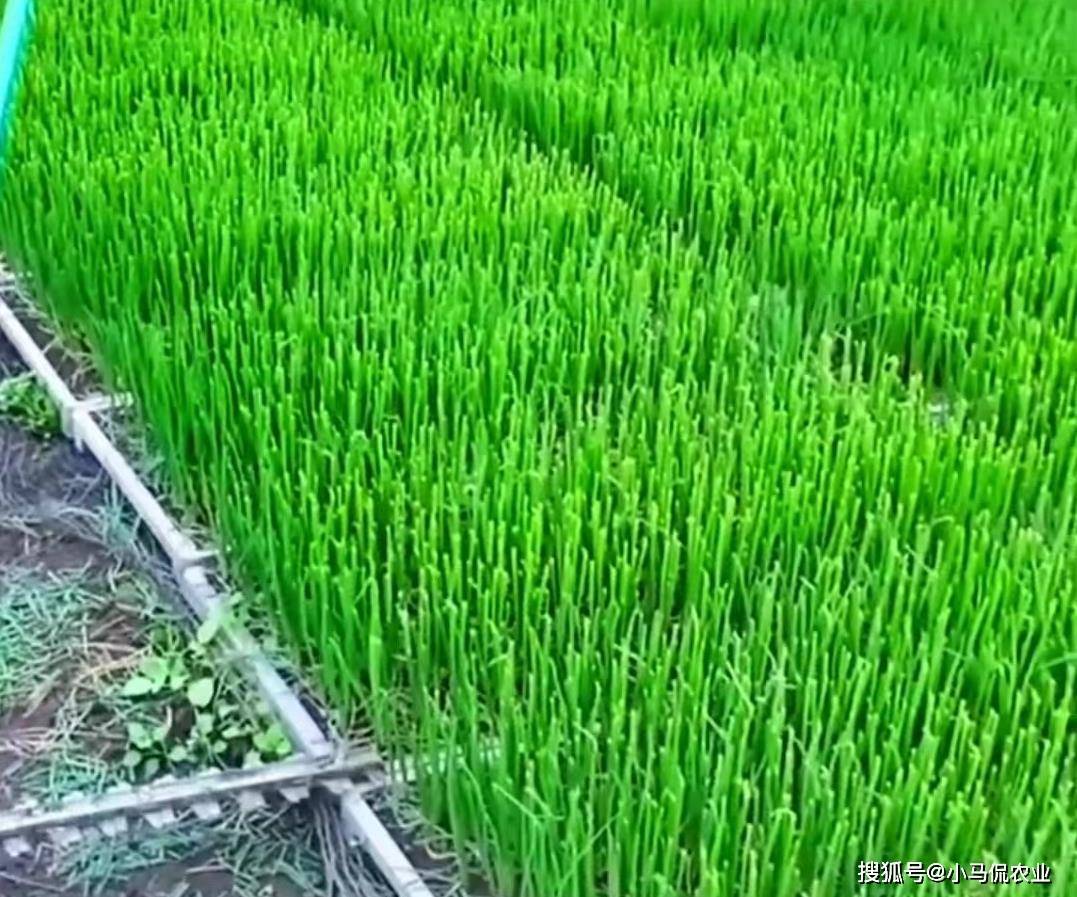 小葱种植技术和时间_种植小葱最佳时间表_种植小葱技术时间多长