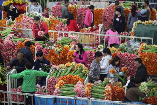 鲜花王国的鲜花路 用市场的力量保护知识产权