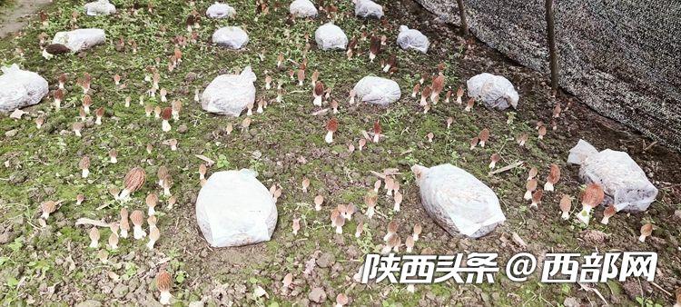 安康旬阳金寨镇：小小羊肚菌 种出致富路