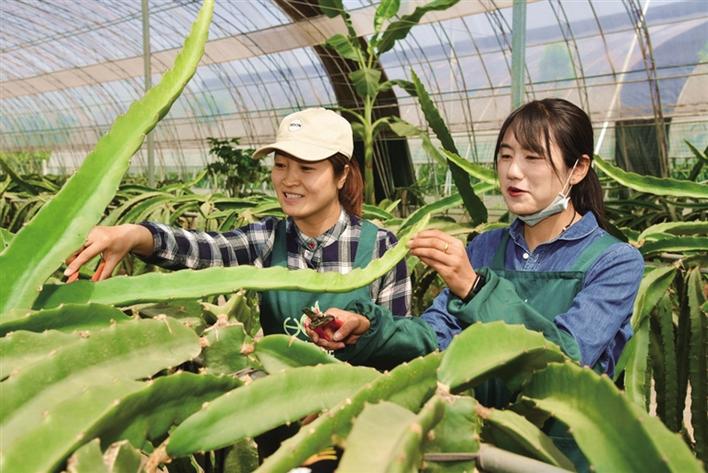 台湾莲雾品种_种植台湾莲雾致富_台湾莲雾苗木哪里有卖