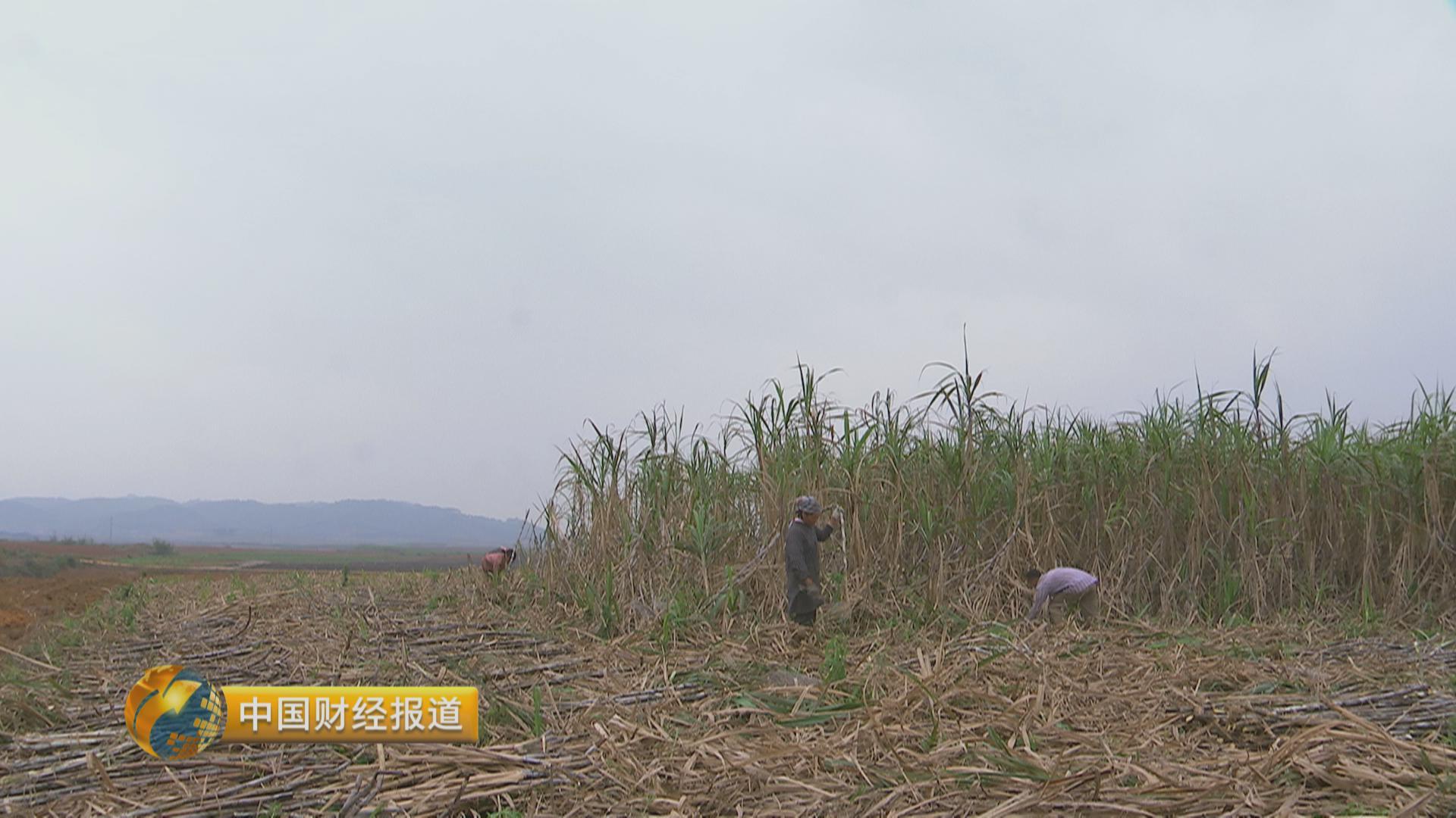 甘蔗种植大户的致富路径_致富经甘蔗种植视频_种植甘庶致富