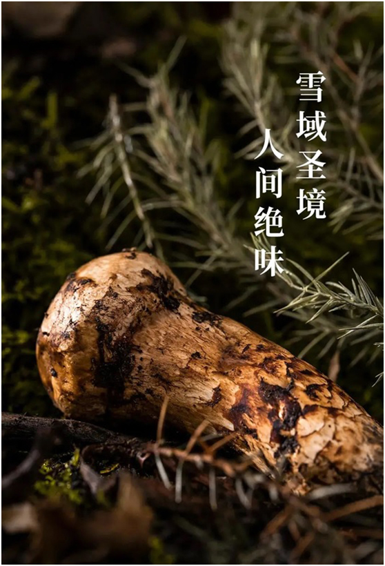 一品“美味”野生菌