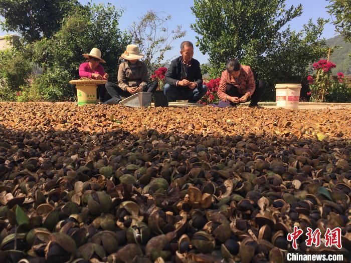 粉防己种植致富_致富网农业种植药材_种植致富经